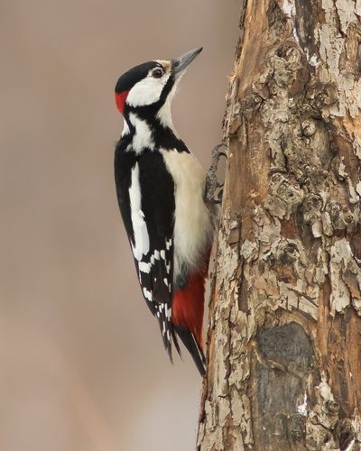 Большой пёстрый дятел