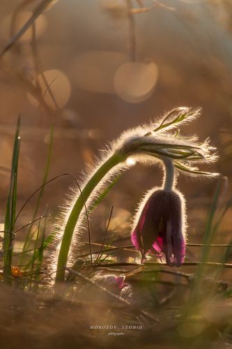 Pulsatilla pratensis