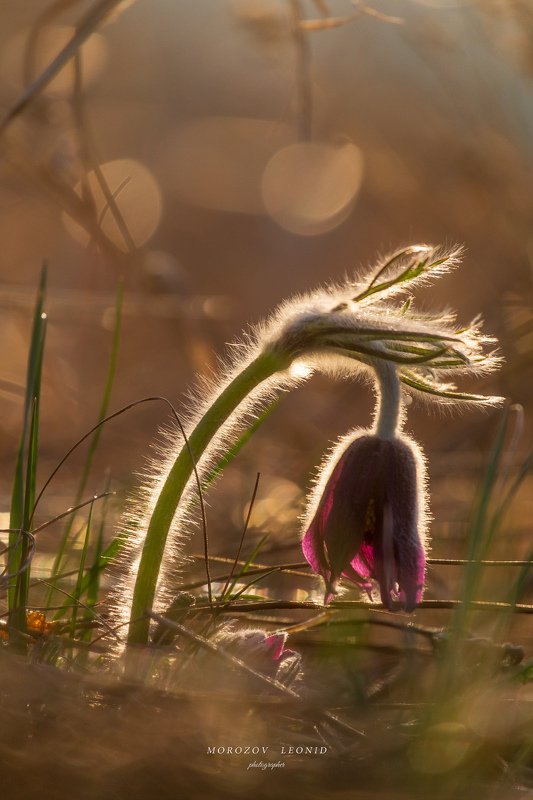 Pulsatilla pratensis фото превью