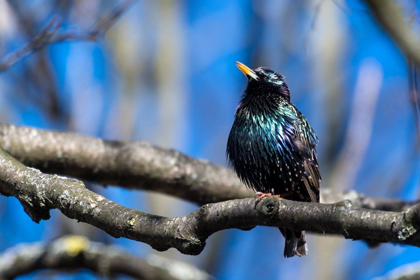 , Александр Абросимов