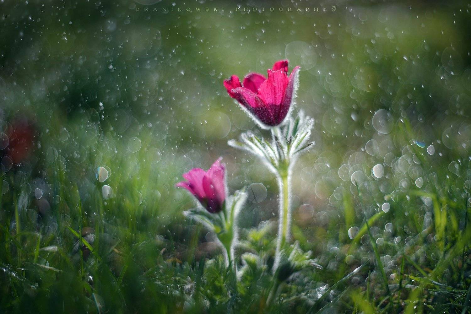 pasque sasanki flowers bokeh rain water drops art dranikowski m42 grass green прострел, Radoslaw Dranikowski