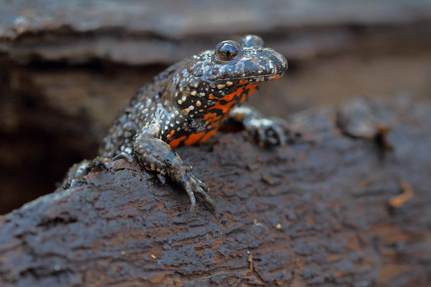краснобрюхая жерлянка bombina самарский лес, Sergii Markov