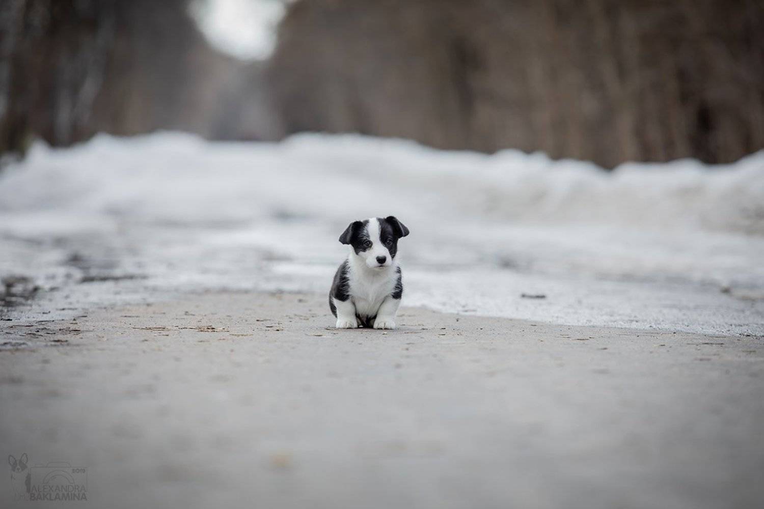 собака, Александра Бакламина