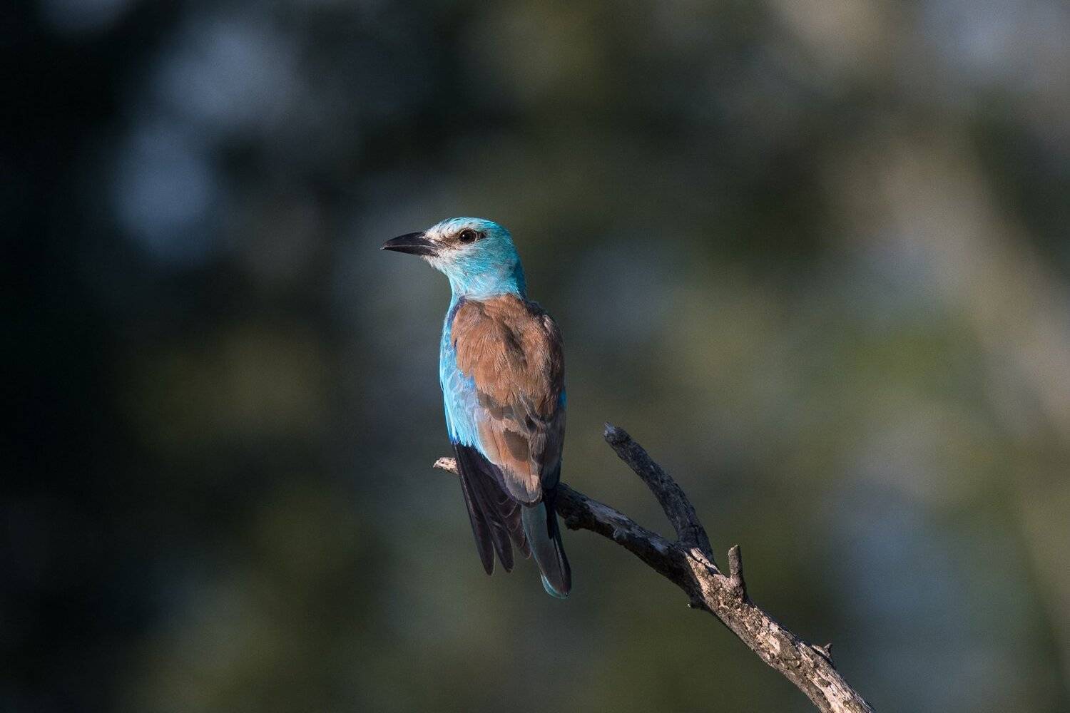 european roller;rollier d'Europe;, Sib&eacute;
