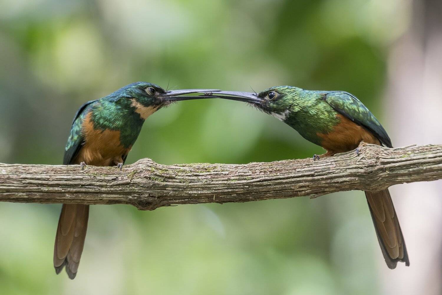 , Fernando Burgalin Sequeira