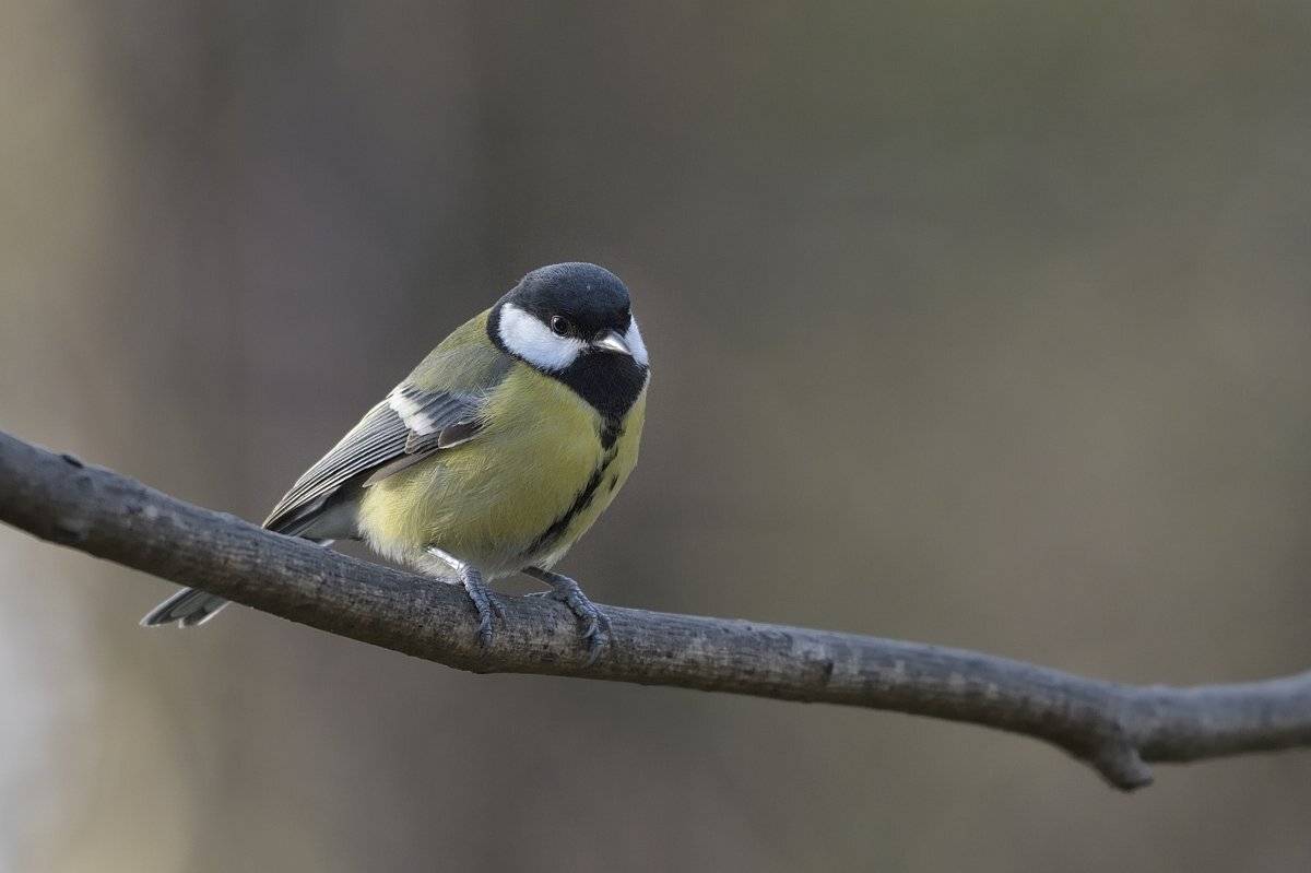 птицы birds slovakia, Jaroslav Mego