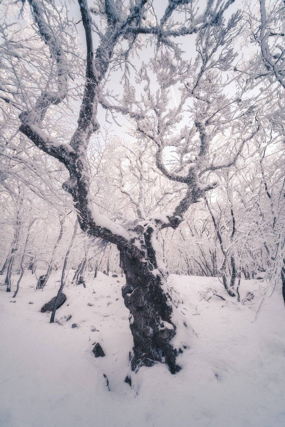 россия, крым, полуостров, пейзаж, природа, черное море, зима, снег, лес, заход солнца, закат, сугроб, ай-петри, Оборотов Алексей