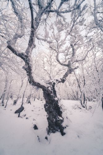 Крымское чудище лесное