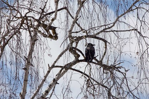 Графика ранней весны.
