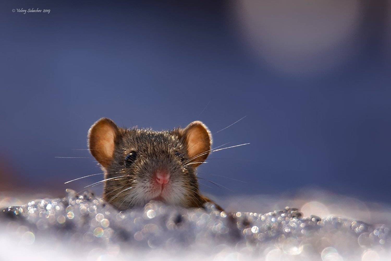 , Валерий Субачев