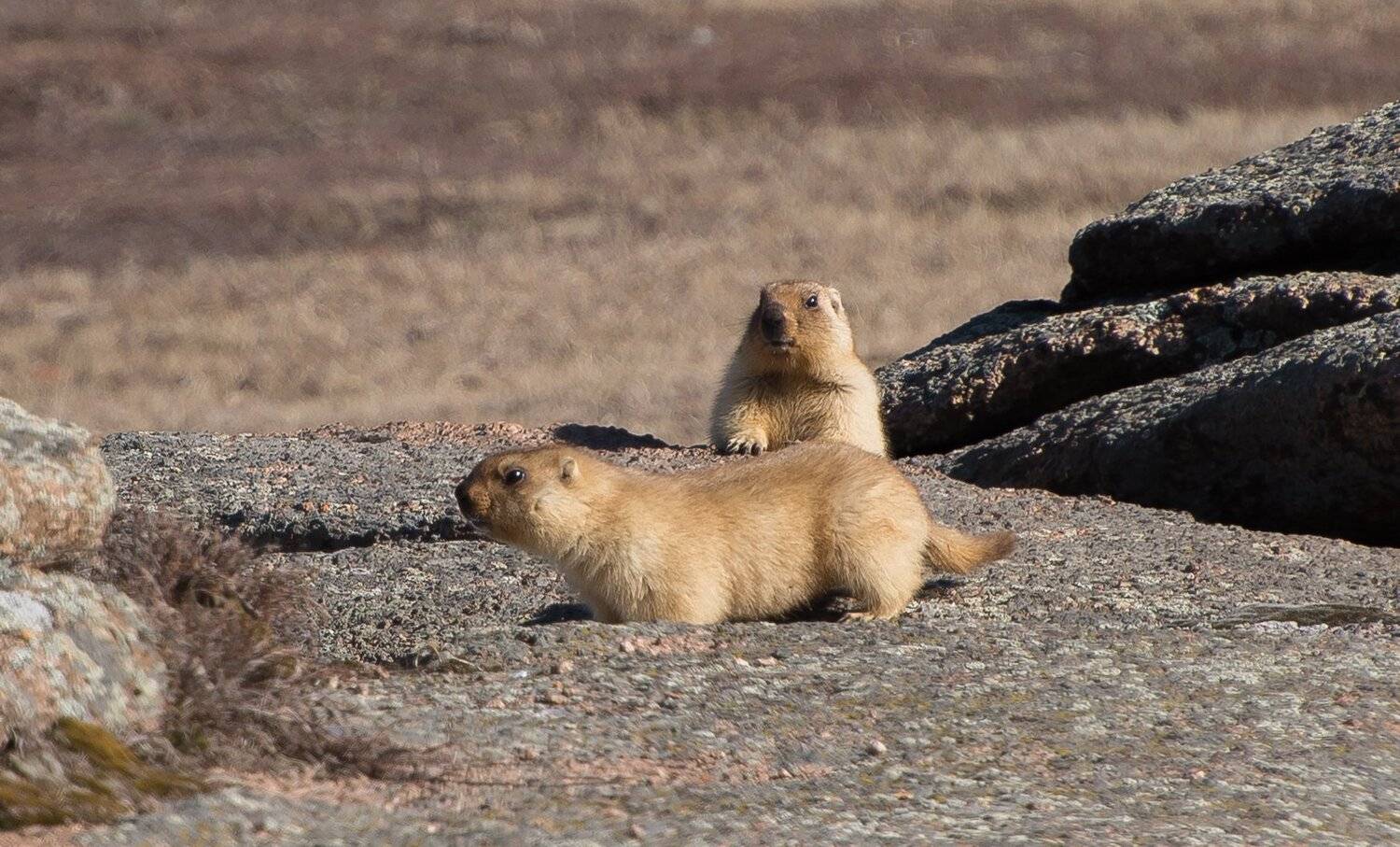 сурок, Евгений Дроботенко