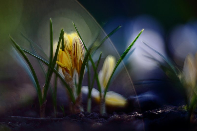 март, весна, крокусы, солнце, лучи, гелиос С янтарным солнцем пополам. фото превью