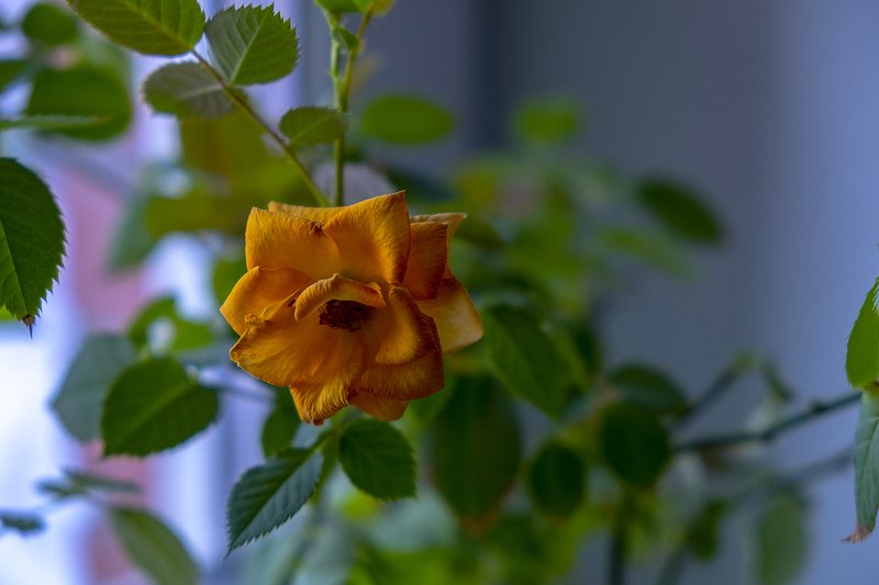 Домашняя роза на окне. фото превью