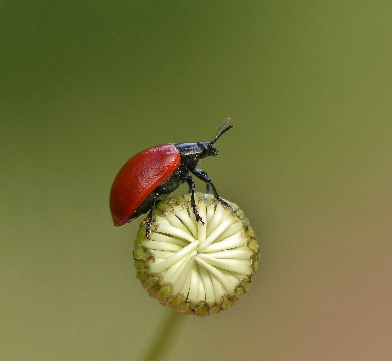 природа , насекомые , жук , бутон , лето, Андрей Головнев
