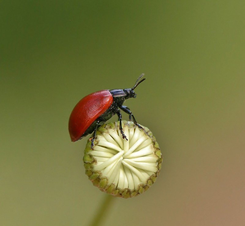 природа , насекомые , жук , бутон , лето начало фото превью