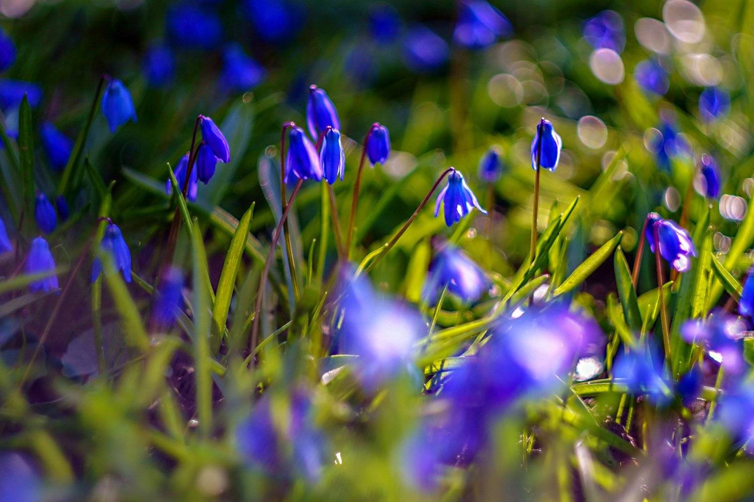 , Марина Соколова