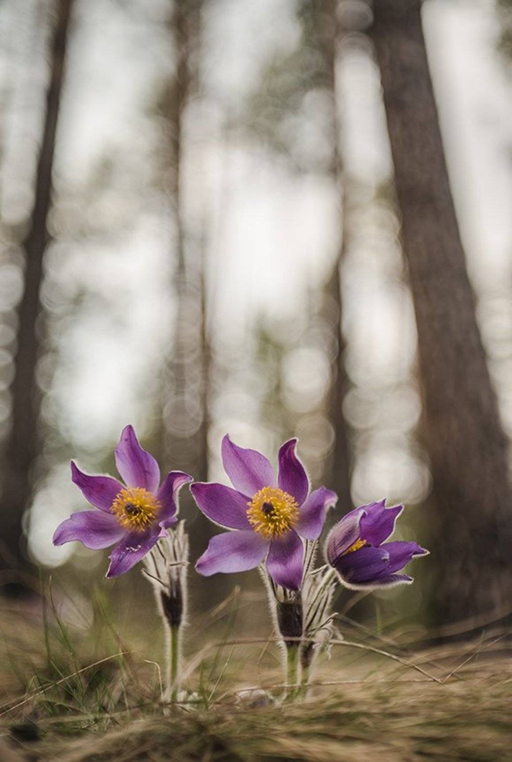 сон трава, свет, цвет, весна, апрель, маклок, воронеж, геннадий мещеряков, Геннадий Мещеряков