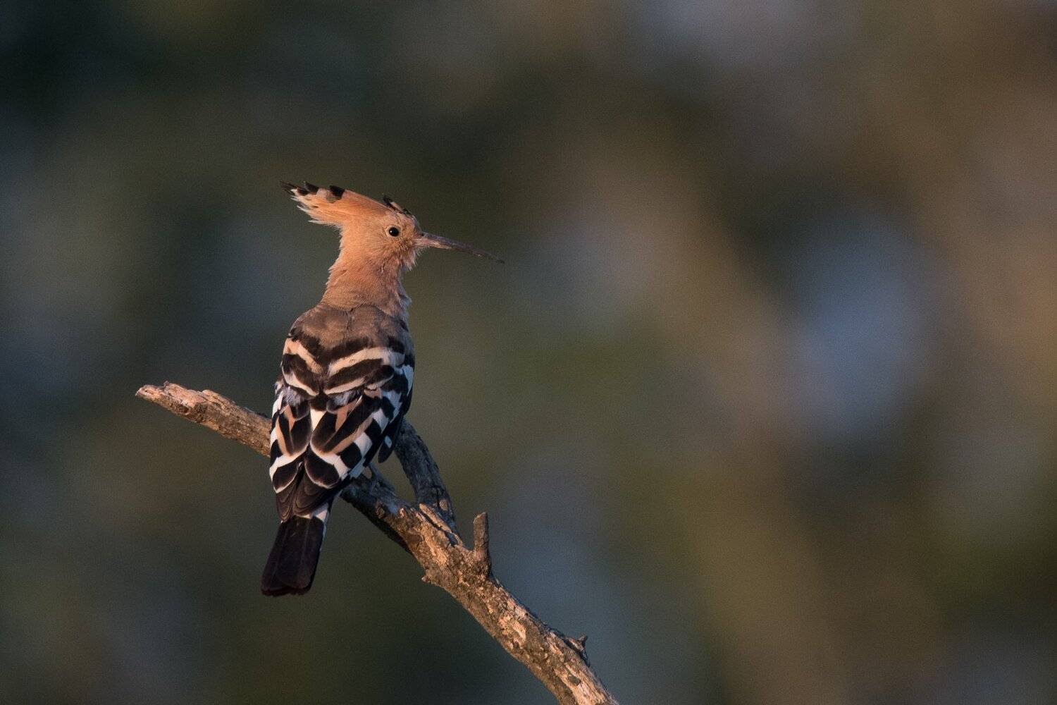 hoopoe; upupa africana; huppe, Sib&eacute;