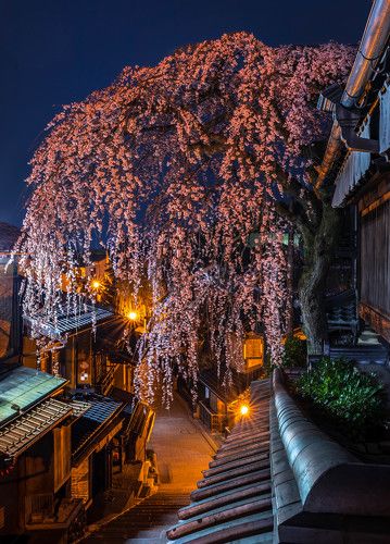 Cherry blossom night in Kyoto.