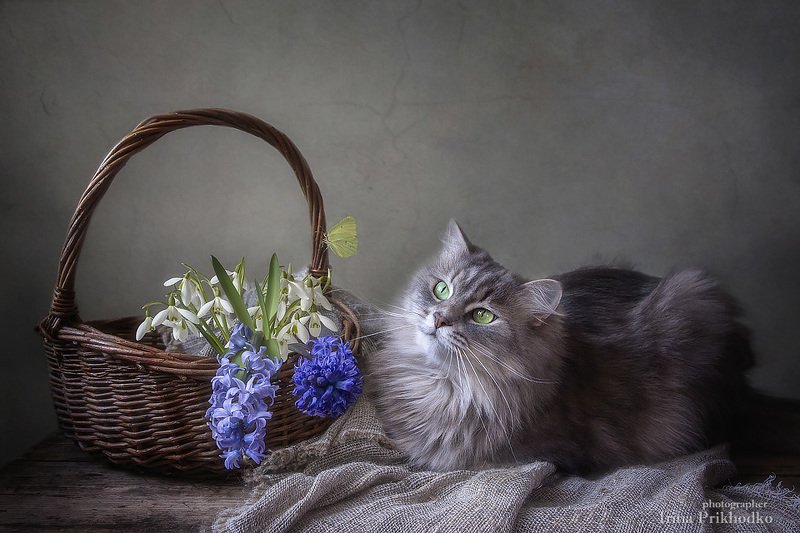 Наблюдательница фото превью