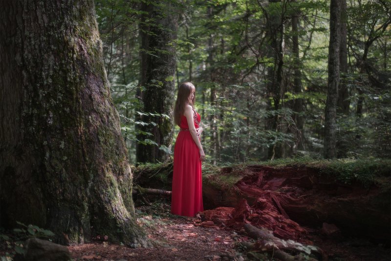 В лесах Домбая фото превью