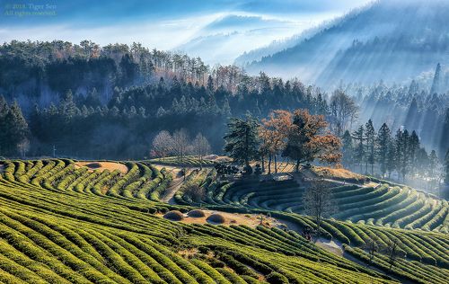Green tea farmland