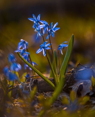 Пролеска сибирская в Ставрополье