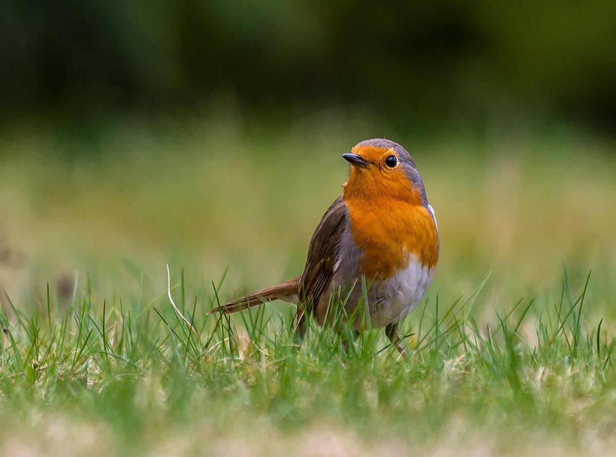 Rudzik (Erithacus rubicola). Автор: Sławek Przybylski , Sławek Przybylski