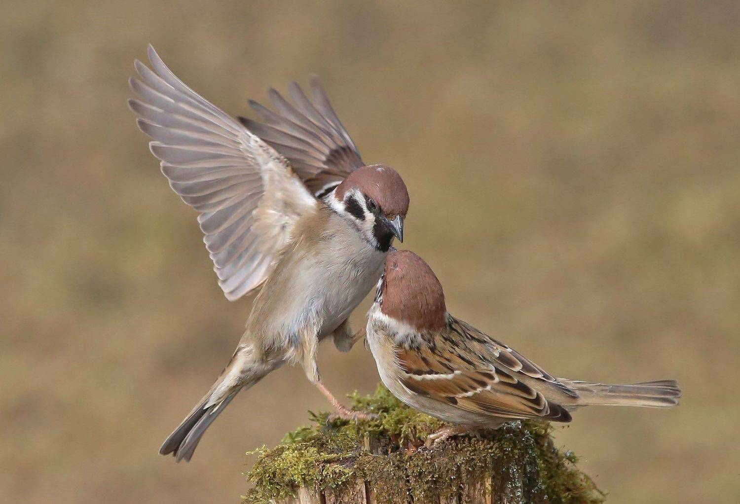 природа , птицы , полевые воробьи , весна, Андрей Головнев