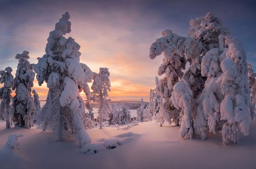 Зимний лес