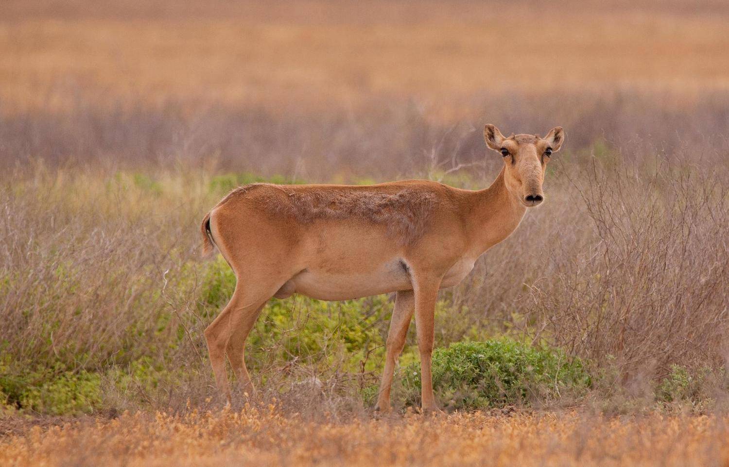 сайга́, маргач или сайга́к &mdash; парнокопытное млекопитающее из подсемейства настоящих антилоп. в 2002 году международным союзом охраны природы этот вид был отнесён к категории &laquo;cr&raquo;, то есть &laquo;находящийся в критическом состоянии&raquo;, Сергей цыбизов
