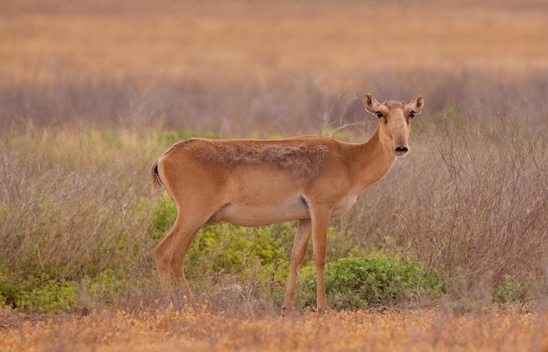 сайга́, маргач или сайга́к — парнокопытное млекопитающее из подсемейства настоящих антилоп. в 2002 году международным союзом охраны природы этот вид был отнесён к категории «cr», то есть «находящийся в критическом состоянии» САЙГА фото превью
