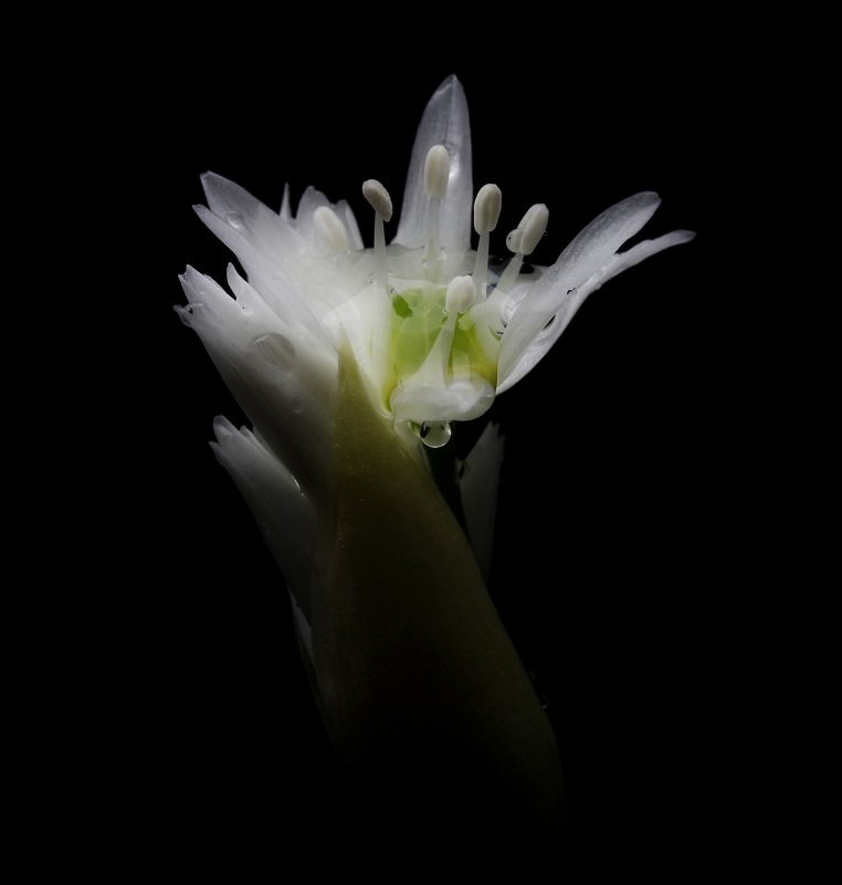 Черемша фото превью