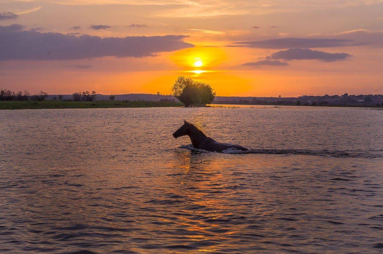преследует табун, Сергей цыбизов
