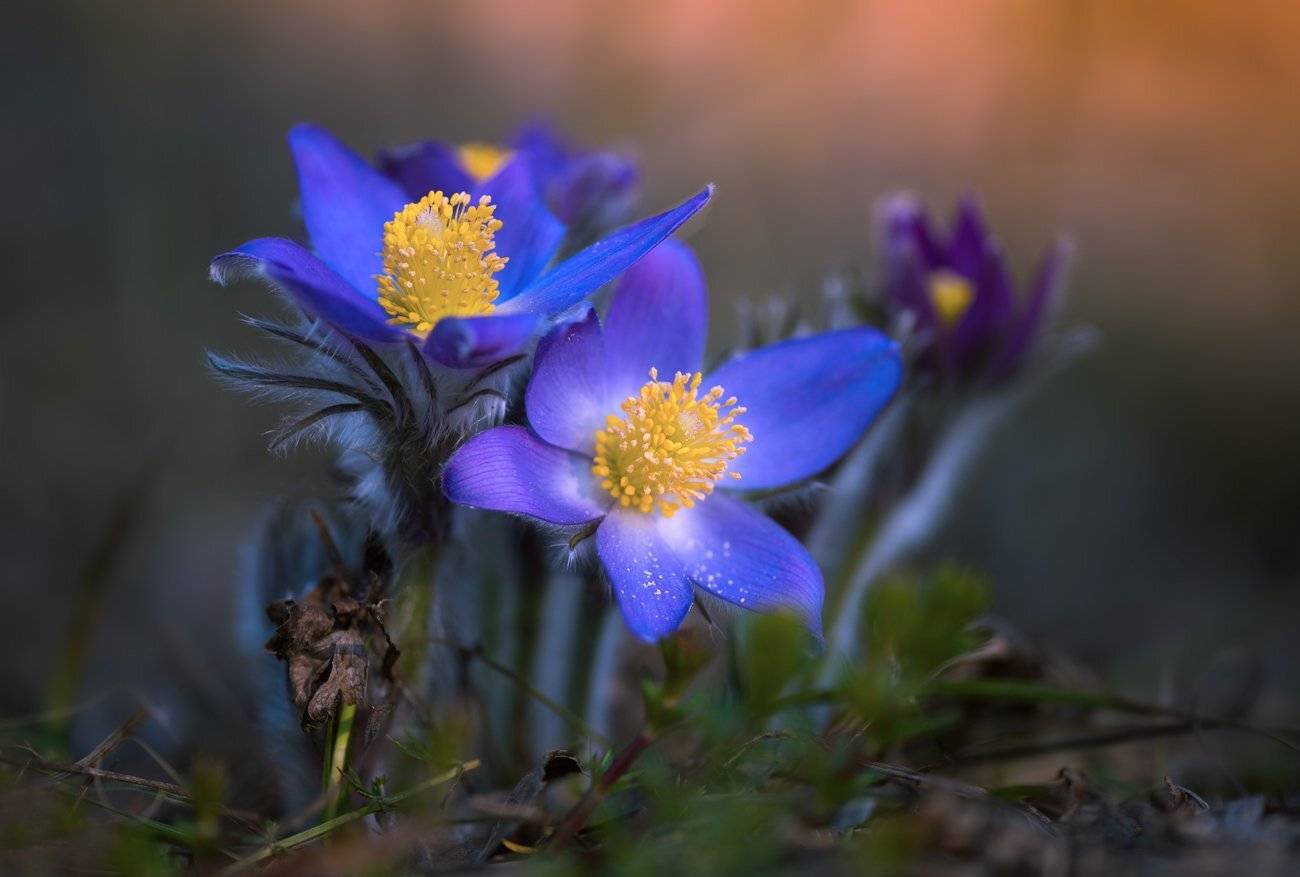 весна, цветы, сон-, трава, Галанзовская Оксана