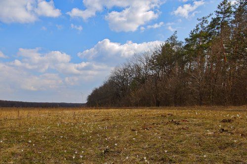 Первенцы весны