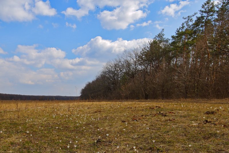шафран,сетчатый,крокус,полосатый,crocus,reticulatus,самарский лес Первенцы весны фото превью