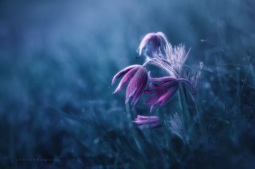 Pulsatilla grandis