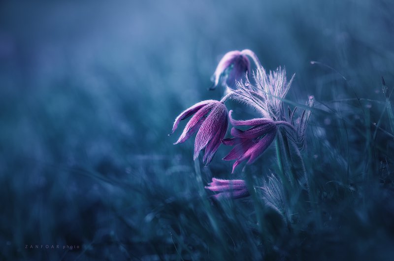 pulsatilla grandis,macro,zanfoar,czech republic,bohemia,moravia,чехия Pulsatilla grandis фото превью