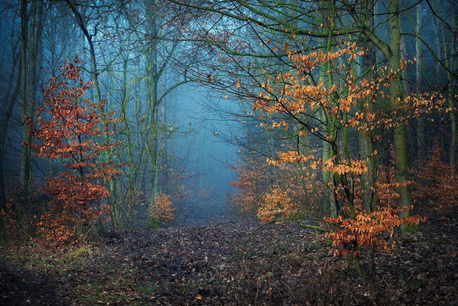 magical forest abyss fall autumn dranikowski trees path mist foggy morning, Radoslaw Dranikowski