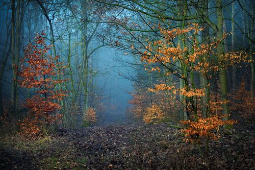 Magical forest