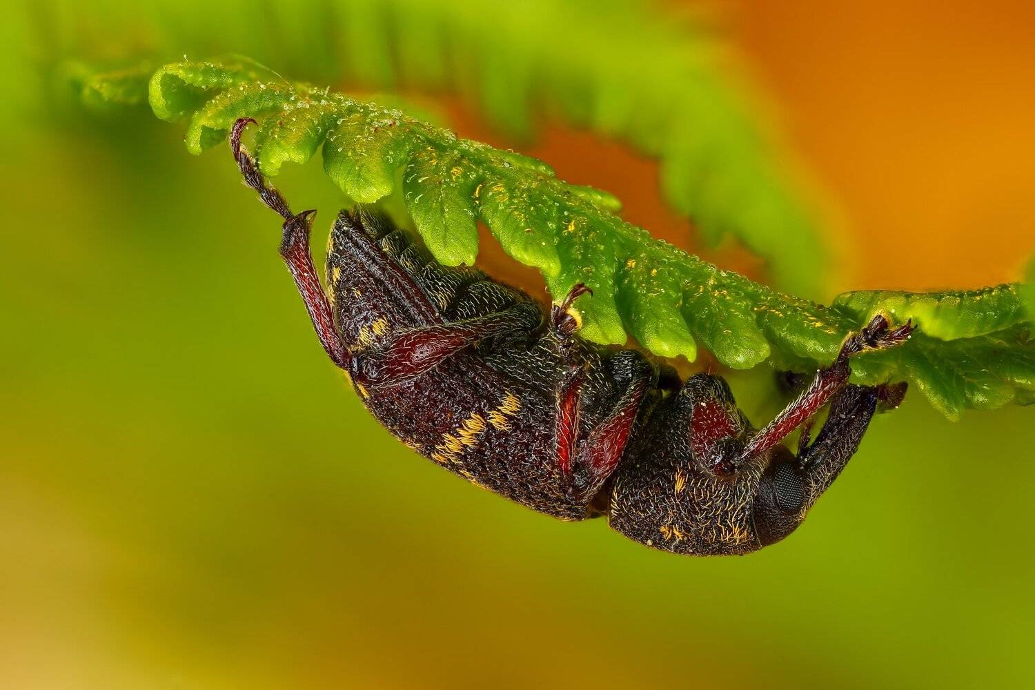 макро жук насекомое животное зеленый , Андрей Шаповалов