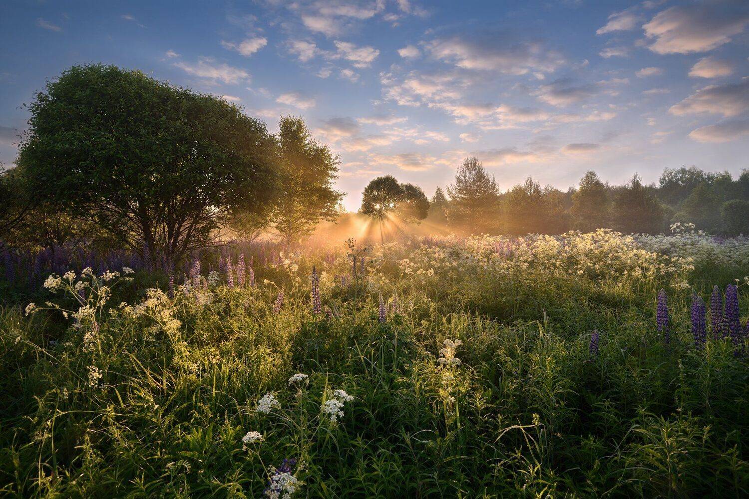 лето, утро, рассвет, солнце, небо, облака,туман,цветы, Виталий Полуэктов