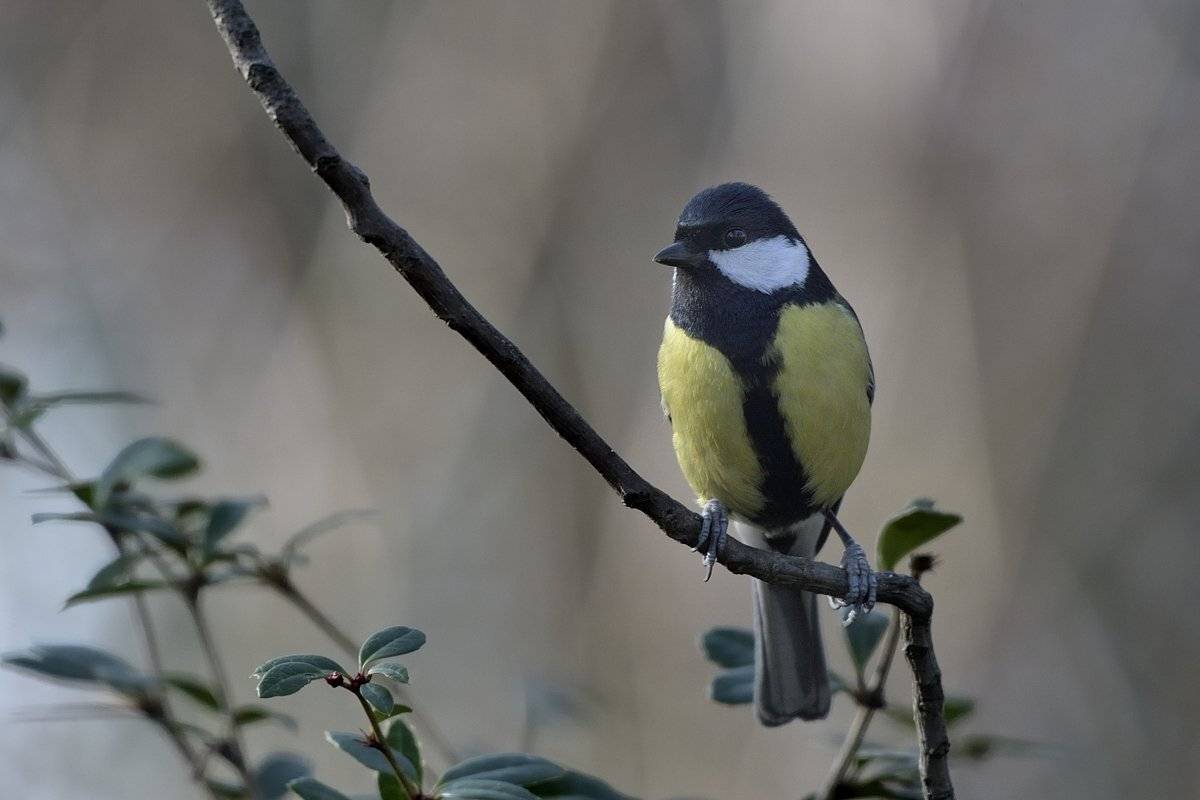 птицы birds slovakia, Jaroslav Mego
