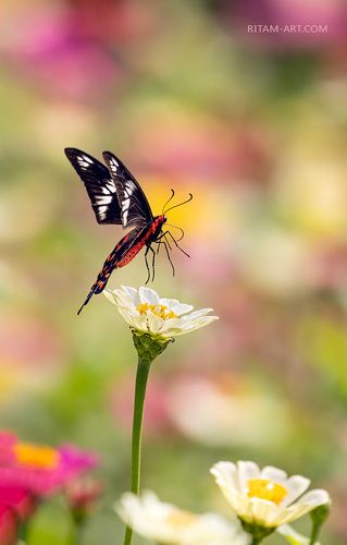 Солист баЛета / Summer-Ballet Solo