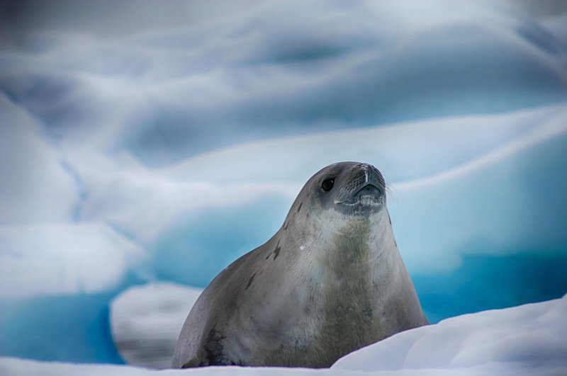 Антарктида 45 фото превью