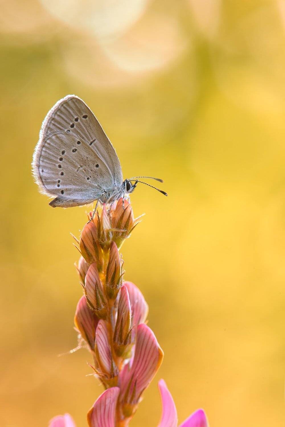 , Кузнецов Дмитрий