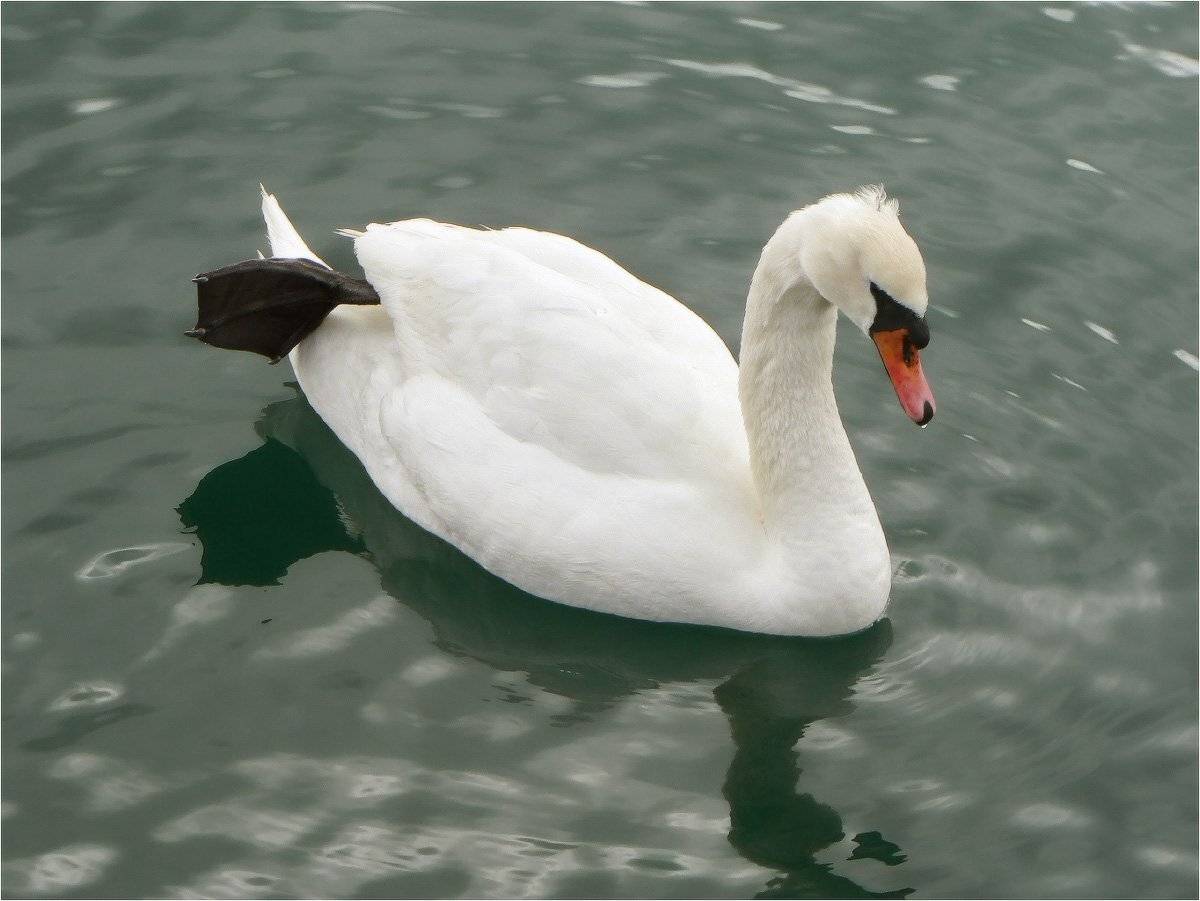 лебедь-шипун, КарОл