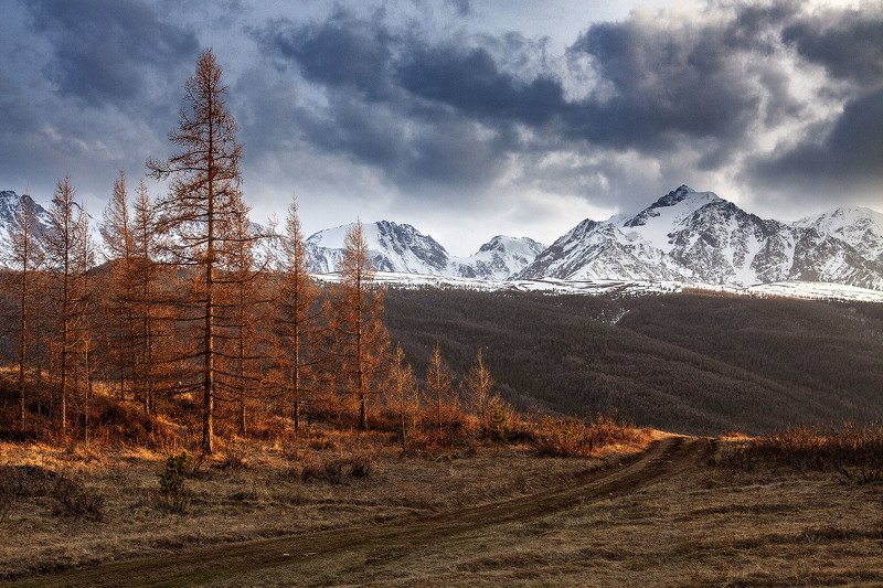 алтай, ледник актру, актру, алтайский край, долина, весна,осень, лиственницы, ледник,ледники Золото заката фото превью