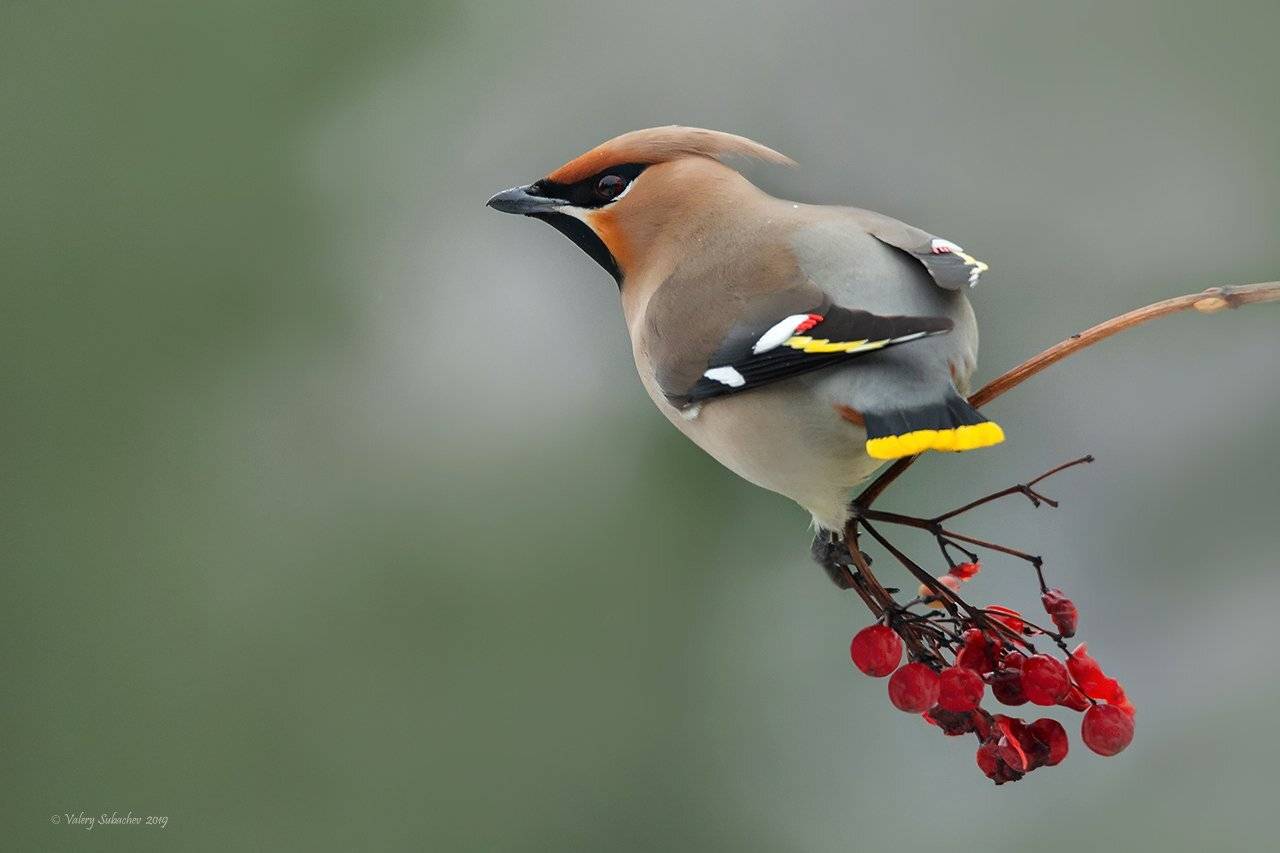 , Валерий Субачев